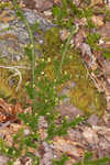 Running clubmoss